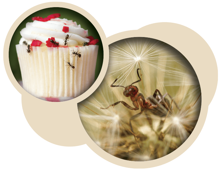 Pest Safety Tip For ANTS