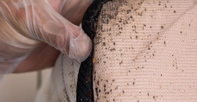 Bed Bugs on a mattress