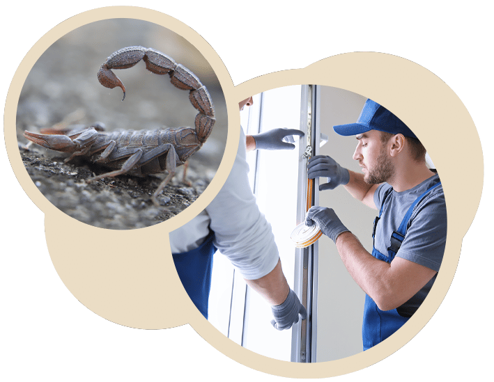 Scorpion Prevention