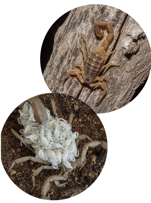 Scorpions Pest Library. Conquistador Pest and Termite.