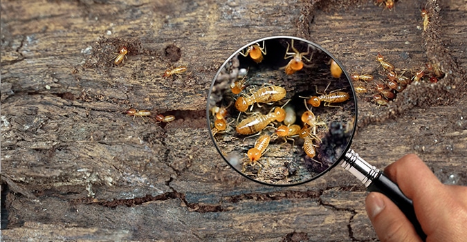 Tucson Pest Library: Termites closeup