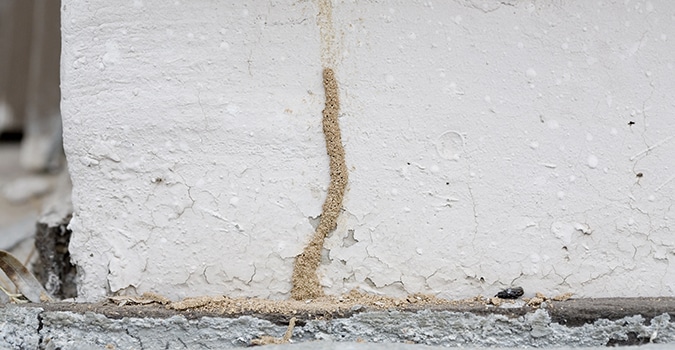 Tucson Pest Library: Termites Mud Tube