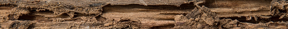 Tucson Termite Control: termite wood damage