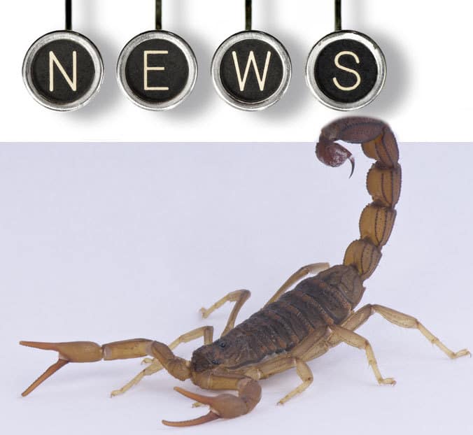 Photo of Scorpions in the news