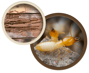 pest control tucson AZ: termite protection services