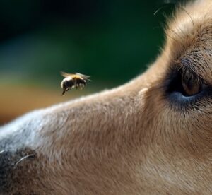 photo of a dog and bee