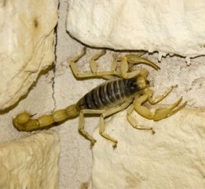 Facts about Scorpion Control for Property Managers