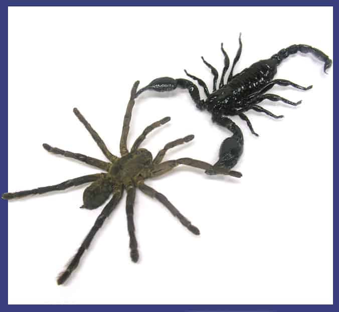 Scorpions versus spider