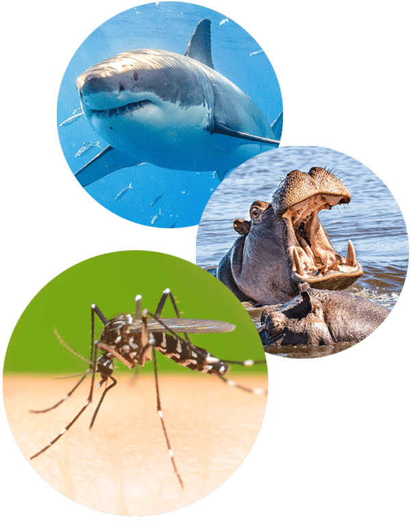 Deadliest Animal is not a Shark or a Hippo, it's a Mosquito!