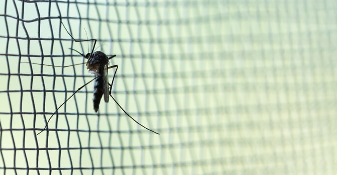Mosquito On Screen Window