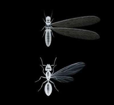 termite vs flying ant