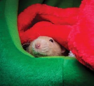 mouse in a Christmas stocking