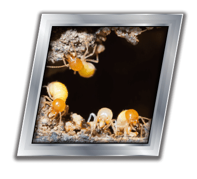 Conquistador Pest & Termite | Pest Control Blogs
