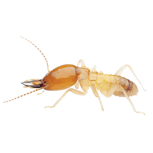 Conquistador Pest & Termite | Conquer All Service