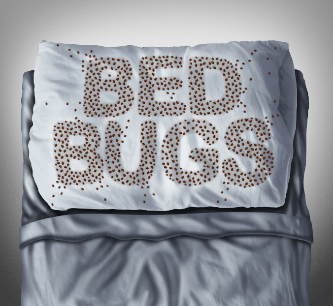 bed bug outbreak