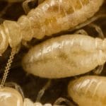 Do you have a Termite Infestation in Your Home?