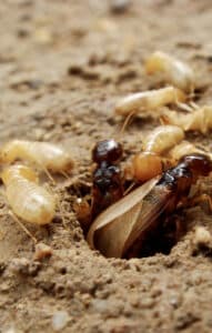 Termites | Conquistador Tucson