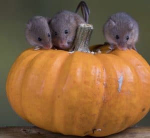 Thanksgiving mice in a pumpkin