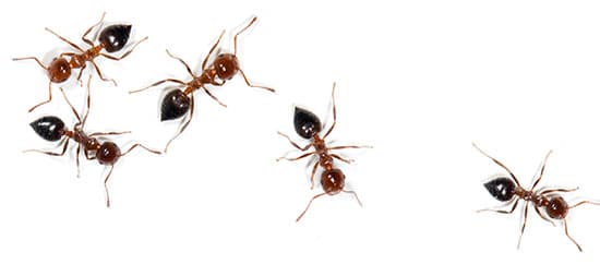 Conquistador's Residential Pest Control and walking ants