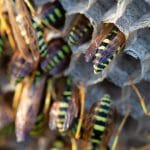 Wasp Infestations – 6 Warning Signs