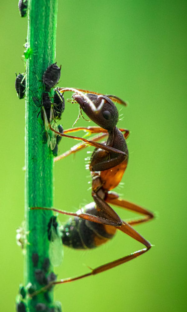 Ant On A Plant