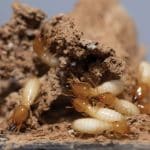 Do you have a Termite Infestation in Your Home?