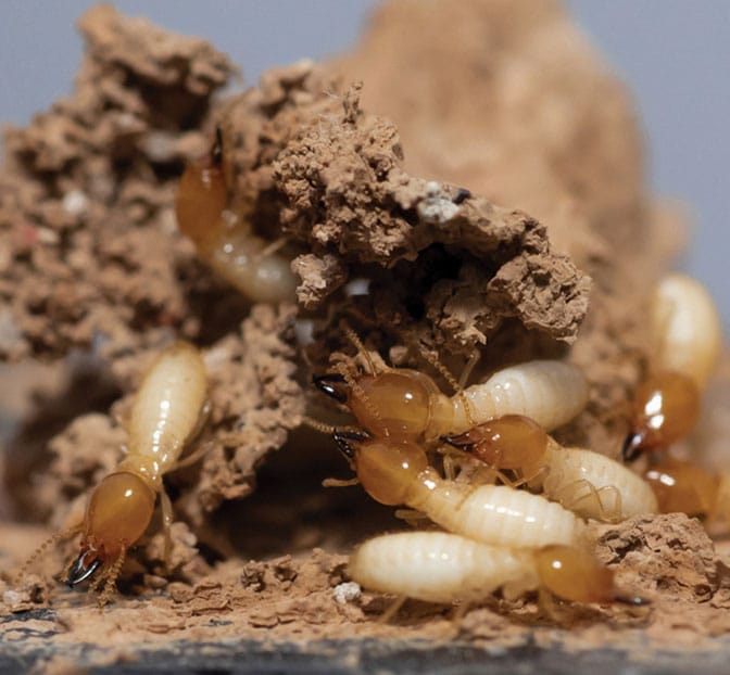 Termite infestation | Conquistador Tucson