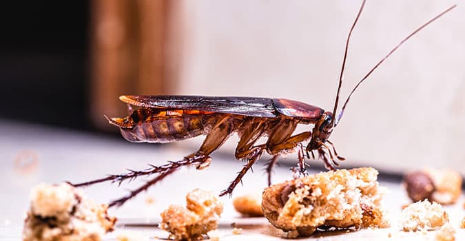 Cockroach Eating Crumbs