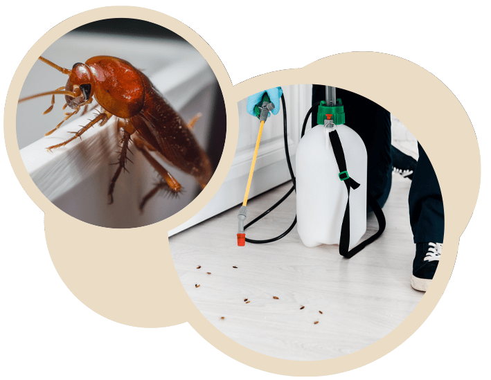 Cockroach Removal Services