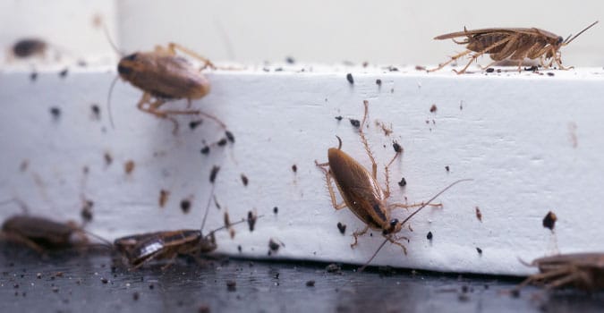 Cockroaches On Window Sill