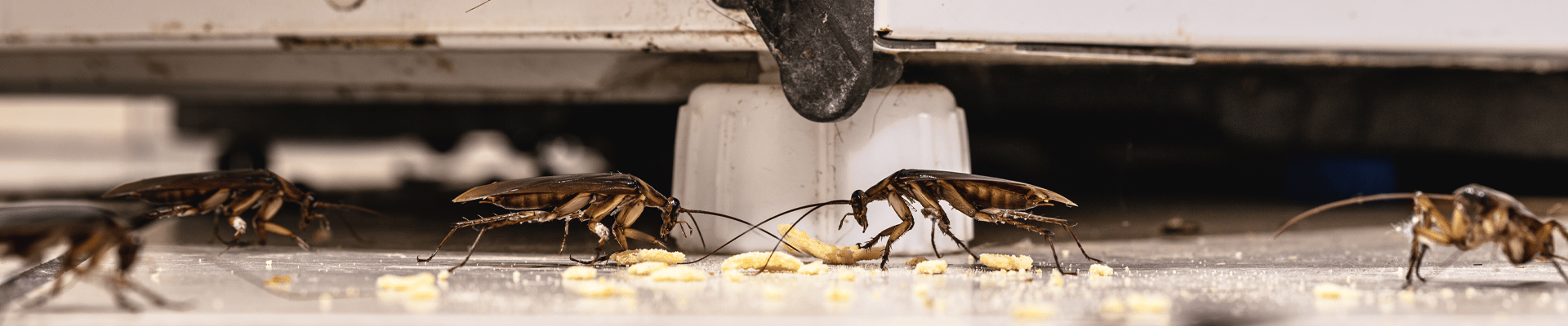 Cockroaches Under Appliance Eating Crumbs