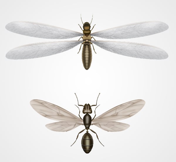 Differences Between Flying Ant And Termite