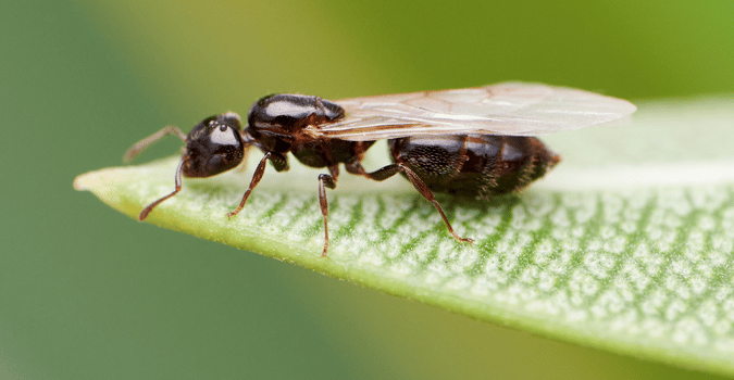 Flying Ant On A Leaf