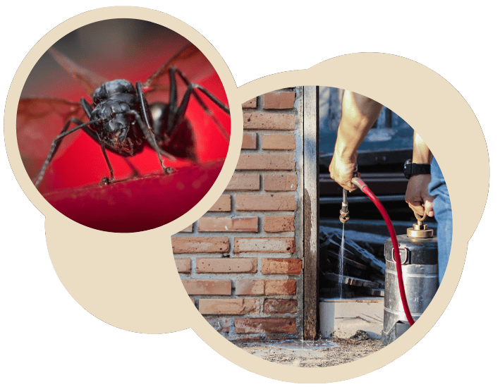 Flying Ants Removal Services