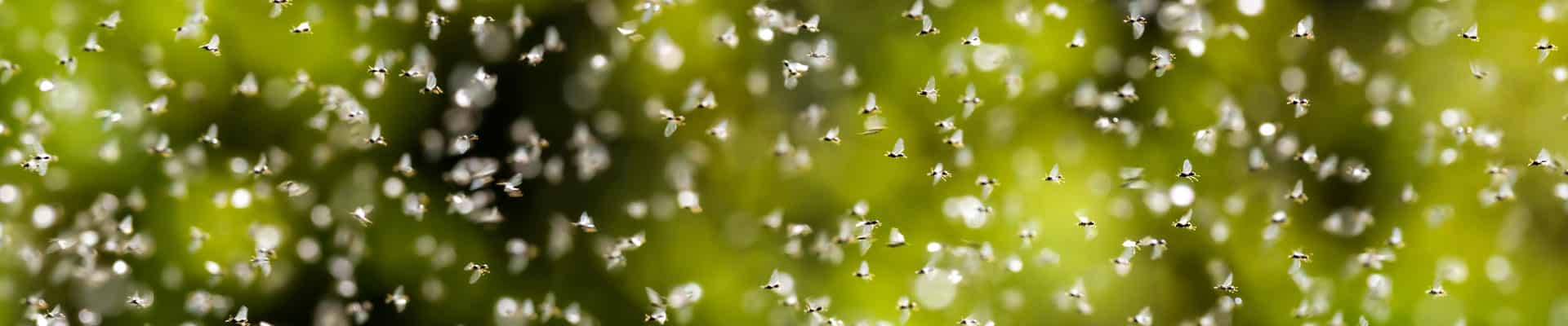 Swarm Of Flying Ants