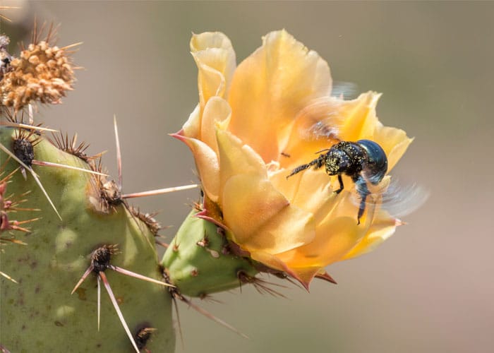 Bee Season | photo of bee on flower | Conquistador