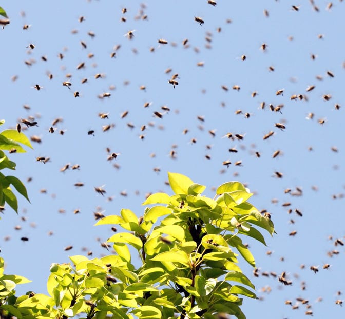 Bee Season | photo of bee swarm | Conquistador