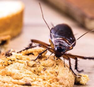 Unwanted Guest pest in kitchen | Conquistador Pest Control