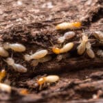 Termites: The Silent Destroyers of Tucson Homes