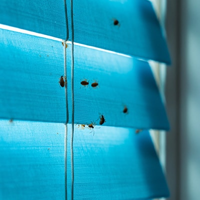 Bed Bugs In The Blinds