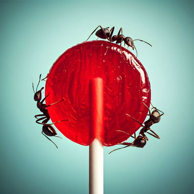 Unwrap the gift of an ant-free home. Picture is of ants on a lollipop,