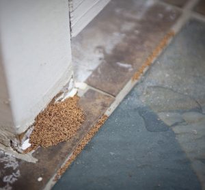 Tucson’s Tiny Terrors: Why Termite Prevention Matters