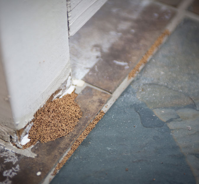 Termite Prevention | Conquistador Pest Control