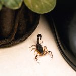 Where Are the Sneakiest Scorpion Entry Points in Tucson Homes?