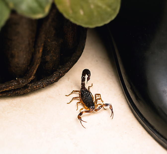Conquistador Pest and Termite. Scorpion extermination services and house sealing.