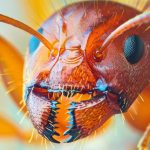 Monsoon Season Ant Control: Tackling Fire Ants