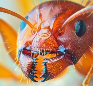 Monsoon Season Ant Control: Tackling Fire Ants