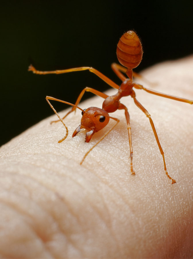 Monsoon Season Ant Control: Tackling Fire Ants