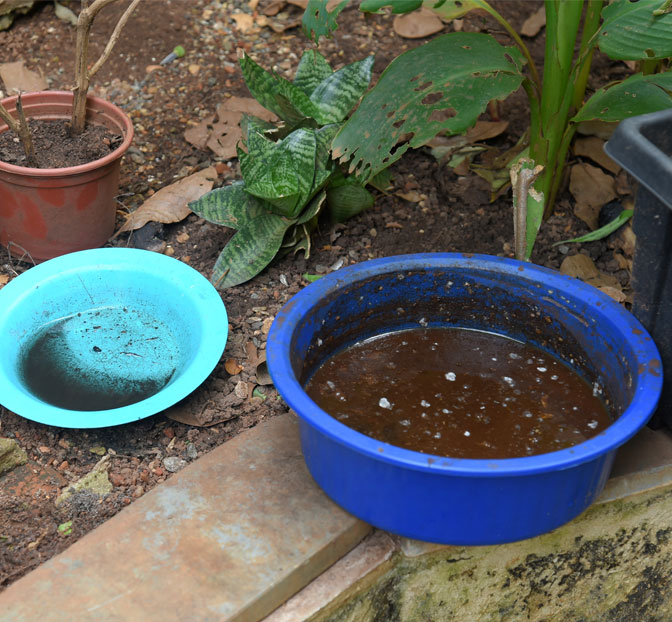 How can you keep pests away after the monsoon?