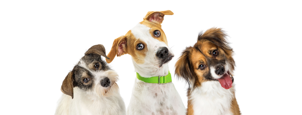 Are pack rats dangerous to my dog? Picture of 3 dogs looking inquistively